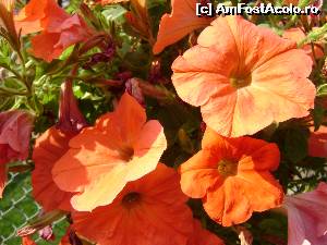 [P09]  -- <small>// FĂRĂ DESCRIERE</small> » foto by Testosu'
 - 
<span class="allrVoted glyphicon glyphicon-heart hidden" id="av645356"></span>
<a class="m-l-10 hidden" id="sv645356" onclick="voting_Foto_DelVot(,645356,18901)" role="button">șterge vot <span class="glyphicon glyphicon-remove"></span></a>
<a id="v9645356" class=" c-red"  onclick="voting_Foto_SetVot(645356)" role="button"><span class="glyphicon glyphicon-heart-empty"></span> <b>LIKE</b> = Votează poza</a> <img class="hidden"  id="f645356W9" src="/imagini/loader.gif" border="0" /><span class="AjErrMes hidden" id="e645356ErM"></span>