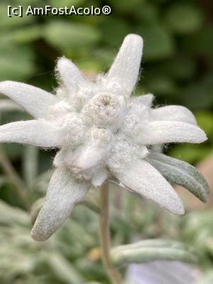 [P01] Floarea pensiunii » foto by krisstinna
 - 
<span class="allrVoted glyphicon glyphicon-heart hidden" id="av1193024"></span>
<a class="m-l-10 hidden" id="sv1193024" onclick="voting_Foto_DelVot(,1193024,18901)" role="button">șterge vot <span class="glyphicon glyphicon-remove"></span></a>
<a id="v91193024" class=" c-red"  onclick="voting_Foto_SetVot(1193024)" role="button"><span class="glyphicon glyphicon-heart-empty"></span> <b>LIKE</b> = Votează poza</a> <img class="hidden"  id="f1193024W9" src="/imagini/loader.gif" border="0" /><span class="AjErrMes hidden" id="e1193024ErM"></span>