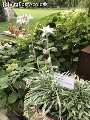 [P73] Florea cu pricina » foto by krisstinna
 - 
<span class="allrVoted glyphicon glyphicon-heart hidden" id="av1193096"></span>
<a class="m-l-10 hidden" id="sv1193096" onclick="voting_Foto_DelVot(,1193096,18901)" role="button">șterge vot <span class="glyphicon glyphicon-remove"></span></a>
<a id="v91193096" class=" c-red"  onclick="voting_Foto_SetVot(1193096)" role="button"><span class="glyphicon glyphicon-heart-empty"></span> <b>LIKE</b> = Votează poza</a> <img class="hidden"  id="f1193096W9" src="/imagini/loader.gif" border="0" /><span class="AjErrMes hidden" id="e1193096ErM"></span>