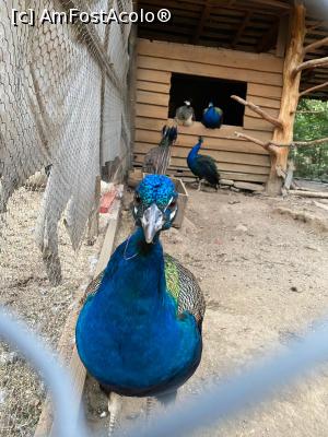 [P79] Ești un scump! » foto by krisstinna
 - 
<span class="allrVoted glyphicon glyphicon-heart hidden" id="av1193102"></span>
<a class="m-l-10 hidden" id="sv1193102" onclick="voting_Foto_DelVot(,1193102,18901)" role="button">șterge vot <span class="glyphicon glyphicon-remove"></span></a>
<a id="v91193102" class=" c-red"  onclick="voting_Foto_SetVot(1193102)" role="button"><span class="glyphicon glyphicon-heart-empty"></span> <b>LIKE</b> = Votează poza</a> <img class="hidden"  id="f1193102W9" src="/imagini/loader.gif" border="0" /><span class="AjErrMes hidden" id="e1193102ErM"></span>