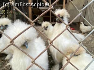 [P80] Adorabile găinile astea, le-am hrănit cu iarbă » foto by krisstinna
 - 
<span class="allrVoted glyphicon glyphicon-heart hidden" id="av1193103"></span>
<a class="m-l-10 hidden" id="sv1193103" onclick="voting_Foto_DelVot(,1193103,18901)" role="button">șterge vot <span class="glyphicon glyphicon-remove"></span></a>
<a id="v91193103" class=" c-red"  onclick="voting_Foto_SetVot(1193103)" role="button"><span class="glyphicon glyphicon-heart-empty"></span> <b>LIKE</b> = Votează poza</a> <img class="hidden"  id="f1193103W9" src="/imagini/loader.gif" border="0" /><span class="AjErrMes hidden" id="e1193103ErM"></span>