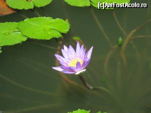 [P25] Din lacul cu nuferi (langa restaurantul tailandez)  » foto by CorinaZamfir
 - 
<span class="allrVoted glyphicon glyphicon-heart hidden" id="av646096"></span>
<a class="m-l-10 hidden" id="sv646096" onclick="voting_Foto_DelVot(,646096,18911)" role="button">șterge vot <span class="glyphicon glyphicon-remove"></span></a>
<a id="v9646096" class=" c-red"  onclick="voting_Foto_SetVot(646096)" role="button"><span class="glyphicon glyphicon-heart-empty"></span> <b>LIKE</b> = Votează poza</a> <img class="hidden"  id="f646096W9" src="/imagini/loader.gif" border="0" /><span class="AjErrMes hidden" id="e646096ErM"></span>