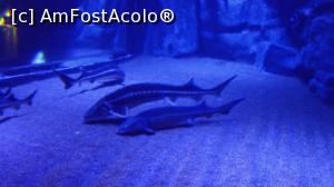 [P02] Sturgeons (Sturioni).  » foto by ovidiuyepi
 - 
<span class="allrVoted glyphicon glyphicon-heart hidden" id="av1158461"></span>
<a class="m-l-10 hidden" id="sv1158461" onclick="voting_Foto_DelVot(,1158461,18918)" role="button">șterge vot <span class="glyphicon glyphicon-remove"></span></a>
<a id="v91158461" class=" c-red"  onclick="voting_Foto_SetVot(1158461)" role="button"><span class="glyphicon glyphicon-heart-empty"></span> <b>LIKE</b> = Votează poza</a> <img class="hidden"  id="f1158461W9" src="/imagini/loader.gif" border="0" /><span class="AjErrMes hidden" id="e1158461ErM"></span>