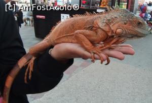 [P10] Unul dintre exponatele de la expoziția de reptile ???? » foto by AlinaAlina1
 - 
<span class="allrVoted glyphicon glyphicon-heart hidden" id="av1188946"></span>
<a class="m-l-10 hidden" id="sv1188946" onclick="voting_Foto_DelVot(,1188946,18922)" role="button">șterge vot <span class="glyphicon glyphicon-remove"></span></a>
<a id="v91188946" class=" c-red"  onclick="voting_Foto_SetVot(1188946)" role="button"><span class="glyphicon glyphicon-heart-empty"></span> <b>LIKE</b> = Votează poza</a> <img class="hidden"  id="f1188946W9" src="/imagini/loader.gif" border="0" /><span class="AjErrMes hidden" id="e1188946ErM"></span>