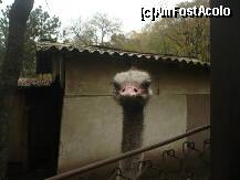 [P08] Un cioc de la D-ul strut » foto by lavylus*
 - 
<span class="allrVoted glyphicon glyphicon-heart hidden" id="av170238"></span>
<a class="m-l-10 hidden" id="sv170238" onclick="voting_Foto_DelVot(,170238,18971)" role="button">șterge vot <span class="glyphicon glyphicon-remove"></span></a>
<a id="v9170238" class=" c-red"  onclick="voting_Foto_SetVot(170238)" role="button"><span class="glyphicon glyphicon-heart-empty"></span> <b>LIKE</b> = Votează poza</a> <img class="hidden"  id="f170238W9" src="/imagini/loader.gif" border="0" /><span class="AjErrMes hidden" id="e170238ErM"></span>