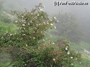 [P32]  -- <small>// FĂRĂ DESCRIERE</small> » foto by wolf2001*
 - 
<span class="allrVoted glyphicon glyphicon-heart hidden" id="av533054"></span>
<a class="m-l-10 hidden" id="sv533054" onclick="voting_Foto_DelVot(,533054,19009)" role="button">șterge vot <span class="glyphicon glyphicon-remove"></span></a>
<a id="v9533054" class=" c-red"  onclick="voting_Foto_SetVot(533054)" role="button"><span class="glyphicon glyphicon-heart-empty"></span> <b>LIKE</b> = Votează poza</a> <img class="hidden"  id="f533054W9" src="/imagini/loader.gif" border="0" /><span class="AjErrMes hidden" id="e533054ErM"></span>