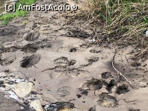 [P19] Urme de urs &icirc;n nămolul din rezervație » foto by AZE
 - 
<span class="allrVoted glyphicon glyphicon-heart hidden" id="av1360522"></span>
<a class="m-l-10 hidden" id="sv1360522" onclick="voting_Foto_DelVot(,1360522,19028)" role="button">șterge vot <span class="glyphicon glyphicon-remove"></span></a>
<a id="v91360522" class=" c-red"  onclick="voting_Foto_SetVot(1360522)" role="button"><span class="glyphicon glyphicon-heart-empty"></span> <b>LIKE</b> = Votează poza</a> <img class="hidden"  id="f1360522W9" src="/imagini/loader.gif" border="0" /><span class="AjErrMes hidden" id="e1360522ErM"></span>