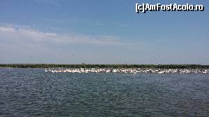 [P05] excursie organizata de Cristi
colonie de pelicani pe lacul Miaza-zi » foto by raducondurache
 - 
<span class="allrVoted glyphicon glyphicon-heart hidden" id="av654747"></span>
<a class="m-l-10 hidden" id="sv654747" onclick="voting_Foto_DelVot(,654747,19084)" role="button">șterge vot <span class="glyphicon glyphicon-remove"></span></a>
<a id="v9654747" class=" c-red"  onclick="voting_Foto_SetVot(654747)" role="button"><span class="glyphicon glyphicon-heart-empty"></span> <b>LIKE</b> = Votează poza</a> <img class="hidden"  id="f654747W9" src="/imagini/loader.gif" border="0" /><span class="AjErrMes hidden" id="e654747ErM"></span>