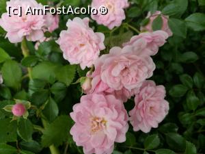 [P60] Rosa Damascena - despre ea vorbirăm!  » foto by crismis
 - 
<span class="allrVoted glyphicon glyphicon-heart hidden" id="av960320"></span>
<a class="m-l-10 hidden" id="sv960320" onclick="voting_Foto_DelVot(,960320,19408)" role="button">șterge vot <span class="glyphicon glyphicon-remove"></span></a>
<a id="v9960320" class=" c-red"  onclick="voting_Foto_SetVot(960320)" role="button"><span class="glyphicon glyphicon-heart-empty"></span> <b>LIKE</b> = Votează poza</a> <img class="hidden"  id="f960320W9" src="/imagini/loader.gif" border="0" /><span class="AjErrMes hidden" id="e960320ErM"></span>