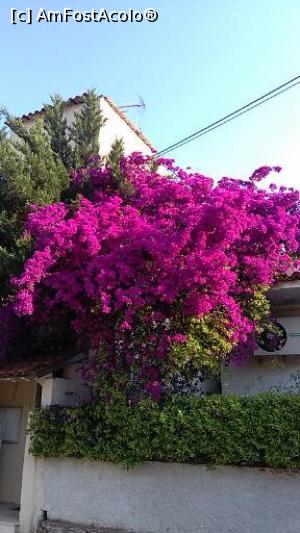 [P40] Florile de hartie de pe strazile din Tolo » foto by extracrisina
 - 
<span class="allrVoted glyphicon glyphicon-heart hidden" id="av917184"></span>
<a class="m-l-10 hidden" id="sv917184" onclick="voting_Foto_DelVot(,917184,19436)" role="button">șterge vot <span class="glyphicon glyphicon-remove"></span></a>
<a id="v9917184" class=" c-red"  onclick="voting_Foto_SetVot(917184)" role="button"><span class="glyphicon glyphicon-heart-empty"></span> <b>LIKE</b> = Votează poza</a> <img class="hidden"  id="f917184W9" src="/imagini/loader.gif" border="0" /><span class="AjErrMes hidden" id="e917184ErM"></span>