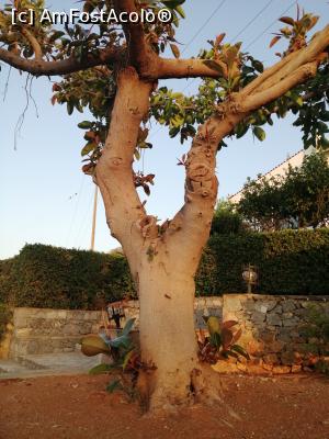 [P26] Un ficus uriaș » foto by nelutu
 - 
<span class="allrVoted glyphicon glyphicon-heart hidden" id="av1244289"></span>
<a class="m-l-10 hidden" id="sv1244289" onclick="voting_Foto_DelVot(,1244289,19589)" role="button">șterge vot <span class="glyphicon glyphicon-remove"></span></a>
<a id="v91244289" class=" c-red"  onclick="voting_Foto_SetVot(1244289)" role="button"><span class="glyphicon glyphicon-heart-empty"></span> <b>LIKE</b> = Votează poza</a> <img class="hidden"  id="f1244289W9" src="/imagini/loader.gif" border="0" /><span class="AjErrMes hidden" id="e1244289ErM"></span>