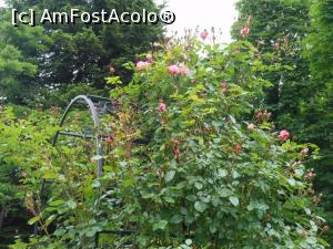 [P11] București - Grădina Botanică "Dimitrie Brândză". » foto by iulianic
 - 
<span class="allrVoted glyphicon glyphicon-heart hidden" id="av1364205"></span>
<a class="m-l-10 hidden" id="sv1364205" onclick="voting_Foto_DelVot(,1364205,19622)" role="button">șterge vot <span class="glyphicon glyphicon-remove"></span></a>
<a id="v91364205" class=" c-red"  onclick="voting_Foto_SetVot(1364205)" role="button"><span class="glyphicon glyphicon-heart-empty"></span> <b>LIKE</b> = Votează poza</a> <img class="hidden"  id="f1364205W9" src="/imagini/loader.gif" border="0" /><span class="AjErrMes hidden" id="e1364205ErM"></span>