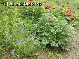 [P13] București - Grădina Botanică "Dimitrie Brândză". » foto by iulianic
 - 
<span class="allrVoted glyphicon glyphicon-heart hidden" id="av1364207"></span>
<a class="m-l-10 hidden" id="sv1364207" onclick="voting_Foto_DelVot(,1364207,19622)" role="button">șterge vot <span class="glyphicon glyphicon-remove"></span></a>
<a id="v91364207" class=" c-red"  onclick="voting_Foto_SetVot(1364207)" role="button"><span class="glyphicon glyphicon-heart-empty"></span> <b>LIKE</b> = Votează poza</a> <img class="hidden"  id="f1364207W9" src="/imagini/loader.gif" border="0" /><span class="AjErrMes hidden" id="e1364207ErM"></span>