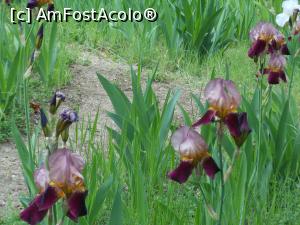 [P14] București - Grădina Botanică "Dimitrie Brândză". » foto by iulianic
 - 
<span class="allrVoted glyphicon glyphicon-heart hidden" id="av1364208"></span>
<a class="m-l-10 hidden" id="sv1364208" onclick="voting_Foto_DelVot(,1364208,19622)" role="button">șterge vot <span class="glyphicon glyphicon-remove"></span></a>
<a id="v91364208" class=" c-red"  onclick="voting_Foto_SetVot(1364208)" role="button"><span class="glyphicon glyphicon-heart-empty"></span> <b>LIKE</b> = Votează poza</a> <img class="hidden"  id="f1364208W9" src="/imagini/loader.gif" border="0" /><span class="AjErrMes hidden" id="e1364208ErM"></span>