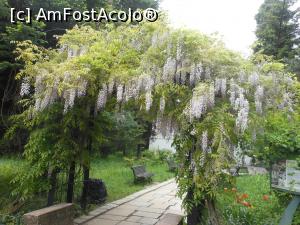 [P02] București - Grădina Botanică "Dimitrie Brândză". » foto by iulianic
 - 
<span class="allrVoted glyphicon glyphicon-heart hidden" id="av1364196"></span>
<a class="m-l-10 hidden" id="sv1364196" onclick="voting_Foto_DelVot(,1364196,19622)" role="button">șterge vot <span class="glyphicon glyphicon-remove"></span></a>
<a id="v91364196" class=" c-red"  onclick="voting_Foto_SetVot(1364196)" role="button"><span class="glyphicon glyphicon-heart-empty"></span> <b>LIKE</b> = Votează poza</a> <img class="hidden"  id="f1364196W9" src="/imagini/loader.gif" border="0" /><span class="AjErrMes hidden" id="e1364196ErM"></span>