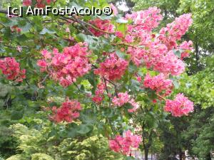 [P05] București - Grădina Botanică "Dimitrie Brândză". » foto by iulianic
 - 
<span class="allrVoted glyphicon glyphicon-heart hidden" id="av1364199"></span>
<a class="m-l-10 hidden" id="sv1364199" onclick="voting_Foto_DelVot(,1364199,19622)" role="button">șterge vot <span class="glyphicon glyphicon-remove"></span></a>
<a id="v91364199" class=" c-red"  onclick="voting_Foto_SetVot(1364199)" role="button"><span class="glyphicon glyphicon-heart-empty"></span> <b>LIKE</b> = Votează poza</a> <img class="hidden"  id="f1364199W9" src="/imagini/loader.gif" border="0" /><span class="AjErrMes hidden" id="e1364199ErM"></span>