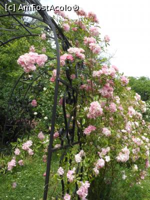 [P05] București - Grădina Botanică, în Rosarium. » foto by iulianic
 - 
<span class="allrVoted glyphicon glyphicon-heart hidden" id="av1367373"></span>
<a class="m-l-10 hidden" id="sv1367373" onclick="voting_Foto_DelVot(,1367373,19622)" role="button">șterge vot <span class="glyphicon glyphicon-remove"></span></a>
<a id="v91367373" class=" c-red"  onclick="voting_Foto_SetVot(1367373)" role="button"><span class="glyphicon glyphicon-heart-empty"></span> <b>LIKE</b> = Votează poza</a> <img class="hidden"  id="f1367373W9" src="/imagini/loader.gif" border="0" /><span class="AjErrMes hidden" id="e1367373ErM"></span>