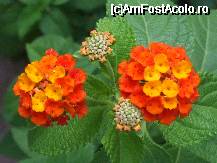 [P46x] lantana » foto by Cristian_h*
 - 
<span class="allrVoted glyphicon glyphicon-heart hidden" id="av33894"></span>
<a class="m-l-10 hidden" id="sv33894" onclick="voting_Foto_DelVot(,33894,19622)" role="button">șterge vot <span class="glyphicon glyphicon-remove"></span></a>
<a id="v933894" class=" c-red"  onclick="voting_Foto_SetVot(33894)" role="button"><span class="glyphicon glyphicon-heart-empty"></span> <b>LIKE</b> = Votează poza</a> <img class="hidden"  id="f33894W9" src="/imagini/loader.gif" border="0" /><span class="AjErrMes hidden" id="e33894ErM"></span>