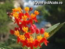 [P54x] aceasta planta mi-a fost vanduta ca fiind Greek Oleander , in mod cert nu este o specie de leandru , poate ma ajutati dumneavoastra sa o identific ! » foto by Cristian_h*
 - 
<span class="allrVoted glyphicon glyphicon-heart hidden" id="av33906"></span>
<a class="m-l-10 hidden" id="sv33906" onclick="voting_Foto_DelVot(,33906,19622)" role="button">șterge vot <span class="glyphicon glyphicon-remove"></span></a>
<a id="v933906" class=" c-red"  onclick="voting_Foto_SetVot(33906)" role="button"><span class="glyphicon glyphicon-heart-empty"></span> <b>LIKE</b> = Votează poza</a> <img class="hidden"  id="f33906W9" src="/imagini/loader.gif" border="0" /><span class="AjErrMes hidden" id="e33906ErM"></span>