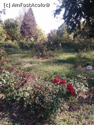 [P34] 34. Din fugă, aruncăm o privire și în „Rosarium”.  » foto by msnd
 - 
<span class="allrVoted glyphicon glyphicon-heart hidden" id="av1018127"></span>
<a class="m-l-10 hidden" id="sv1018127" onclick="voting_Foto_DelVot(,1018127,19622)" role="button">șterge vot <span class="glyphicon glyphicon-remove"></span></a>
<a id="v91018127" class=" c-red"  onclick="voting_Foto_SetVot(1018127)" role="button"><span class="glyphicon glyphicon-heart-empty"></span> <b>LIKE</b> = Votează poza</a> <img class="hidden"  id="f1018127W9" src="/imagini/loader.gif" border="0" /><span class="AjErrMes hidden" id="e1018127ErM"></span>