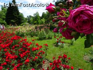 P12 [MAY-2020] Culori în Rosarium - Grădina Botanică „Dimitrie Brândză” din București.