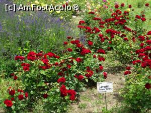 P08 [MAY-2020] Culori în Rosarium - Grădina Botanică „Dimitrie Brândză” din București.