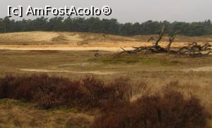 [P06] Parcul national De Hoge Veluwe » foto by Radu Tudoran
 - 
<span class="allrVoted glyphicon glyphicon-heart hidden" id="av729313"></span>
<a class="m-l-10 hidden" id="sv729313" onclick="voting_Foto_DelVot(,729313,19676)" role="button">șterge vot <span class="glyphicon glyphicon-remove"></span></a>
<a id="v9729313" class=" c-red"  onclick="voting_Foto_SetVot(729313)" role="button"><span class="glyphicon glyphicon-heart-empty"></span> <b>LIKE</b> = Votează poza</a> <img class="hidden"  id="f729313W9" src="/imagini/loader.gif" border="0" /><span class="AjErrMes hidden" id="e729313ErM"></span>
