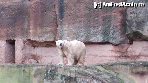 [P21] Grădina Zoo Nurnberg -ursul polar » foto by robert
 - 
<span class="allrVoted glyphicon glyphicon-heart hidden" id="av693779"></span>
<a class="m-l-10 hidden" id="sv693779" onclick="voting_Foto_DelVot(,693779,19679)" role="button">șterge vot <span class="glyphicon glyphicon-remove"></span></a>
<a id="v9693779" class=" c-red"  onclick="voting_Foto_SetVot(693779)" role="button"><span class="glyphicon glyphicon-heart-empty"></span> <b>LIKE</b> = Votează poza</a> <img class="hidden"  id="f693779W9" src="/imagini/loader.gif" border="0" /><span class="AjErrMes hidden" id="e693779ErM"></span>