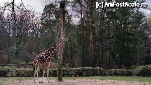 [P04] Grădina Zoo Nurnberg -girafa » foto by robert
 - 
<span class="allrVoted glyphicon glyphicon-heart hidden" id="av693762"></span>
<a class="m-l-10 hidden" id="sv693762" onclick="voting_Foto_DelVot(,693762,19679)" role="button">șterge vot <span class="glyphicon glyphicon-remove"></span></a>
<a id="v9693762" class=" c-red"  onclick="voting_Foto_SetVot(693762)" role="button"><span class="glyphicon glyphicon-heart-empty"></span> <b>LIKE</b> = Votează poza</a> <img class="hidden"  id="f693762W9" src="/imagini/loader.gif" border="0" /><span class="AjErrMes hidden" id="e693762ErM"></span>