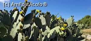 [P53] 53. Lângă catacombe, admir câteva flori de cactus. » foto by msnd
 - 
<span class="allrVoted glyphicon glyphicon-heart hidden" id="av1503811"></span>
<a class="m-l-10 hidden" id="sv1503811" onclick="voting_Foto_DelVot(,1503811,19760)" role="button">șterge vot <span class="glyphicon glyphicon-remove"></span></a>
<a id="v91503811" class=" c-red"  onclick="voting_Foto_SetVot(1503811)" role="button"><span class="glyphicon glyphicon-heart-empty"></span> <b>LIKE</b> = Votează poza</a> <img class="hidden"  id="f1503811W9" src="/imagini/loader.gif" border="0" /><span class="AjErrMes hidden" id="e1503811ErM"></span>