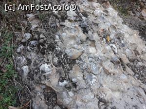 [P02]  -- <small>// FĂRĂ DESCRIERE</small> » foto by Miriam
 - 
<span class="allrVoted glyphicon glyphicon-heart hidden" id="av913695"></span>
<a class="m-l-10 hidden" id="sv913695" onclick="voting_Foto_DelVot(,913695,19774)" role="button">șterge vot <span class="glyphicon glyphicon-remove"></span></a>
<a id="v9913695" class=" c-red"  onclick="voting_Foto_SetVot(913695)" role="button"><span class="glyphicon glyphicon-heart-empty"></span> <b>LIKE</b> = Votează poza</a> <img class="hidden"  id="f913695W9" src="/imagini/loader.gif" border="0" /><span class="AjErrMes hidden" id="e913695ErM"></span>