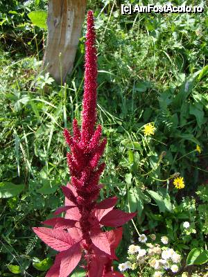 [P32] „Cascada Pişoaia” / O altă frumuseţe a naturii.  » foto by Utube
 - 
<span class="allrVoted glyphicon glyphicon-heart hidden" id="av410663"></span>
<a class="m-l-10 hidden" id="sv410663" onclick="voting_Foto_DelVot(,410663,19774)" role="button">șterge vot <span class="glyphicon glyphicon-remove"></span></a>
<a id="v9410663" class=" c-red"  onclick="voting_Foto_SetVot(410663)" role="button"><span class="glyphicon glyphicon-heart-empty"></span> <b>LIKE</b> = Votează poza</a> <img class="hidden"  id="f410663W9" src="/imagini/loader.gif" border="0" /><span class="AjErrMes hidden" id="e410663ErM"></span>