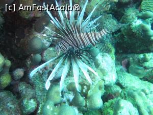 [P17] Lion fish » foto by mihai-
 - 
<span class="allrVoted glyphicon glyphicon-heart hidden" id="av716671"></span>
<a class="m-l-10 hidden" id="sv716671" onclick="voting_Foto_DelVot(,716671,19979)" role="button">șterge vot <span class="glyphicon glyphicon-remove"></span></a>
<a id="v9716671" class=" c-red"  onclick="voting_Foto_SetVot(716671)" role="button"><span class="glyphicon glyphicon-heart-empty"></span> <b>LIKE</b> = Votează poza</a> <img class="hidden"  id="f716671W9" src="/imagini/loader.gif" border="0" /><span class="AjErrMes hidden" id="e716671ErM"></span>