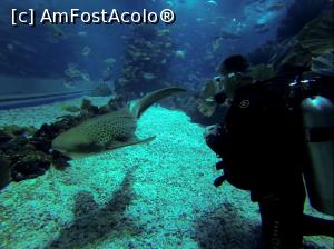 [P07] Leopard nurse shark » foto by mihai-
 - 
<span class="allrVoted glyphicon glyphicon-heart hidden" id="av717305"></span>
<a class="m-l-10 hidden" id="sv717305" onclick="voting_Foto_DelVot(,717305,19983)" role="button">șterge vot <span class="glyphicon glyphicon-remove"></span></a>
<a id="v9717305" class=" c-red"  onclick="voting_Foto_SetVot(717305)" role="button"><span class="glyphicon glyphicon-heart-empty"></span> <b>LIKE</b> = Votează poza</a> <img class="hidden"  id="f717305W9" src="/imagini/loader.gif" border="0" /><span class="AjErrMes hidden" id="e717305ErM"></span>