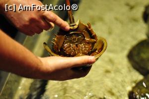 [P16] atinge un crab!  » foto by danup
 - 
<span class="allrVoted glyphicon glyphicon-heart hidden" id="av718235"></span>
<a class="m-l-10 hidden" id="sv718235" onclick="voting_Foto_DelVot(,718235,20005)" role="button">șterge vot <span class="glyphicon glyphicon-remove"></span></a>
<a id="v9718235" class=" c-red"  onclick="voting_Foto_SetVot(718235)" role="button"><span class="glyphicon glyphicon-heart-empty"></span> <b>LIKE</b> = Votează poza</a> <img class="hidden"  id="f718235W9" src="/imagini/loader.gif" border="0" /><span class="AjErrMes hidden" id="e718235ErM"></span>