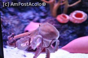 [P02] Octopus vulgaris » foto by danup
 - 
<span class="allrVoted glyphicon glyphicon-heart hidden" id="av718221"></span>
<a class="m-l-10 hidden" id="sv718221" onclick="voting_Foto_DelVot(,718221,20005)" role="button">șterge vot <span class="glyphicon glyphicon-remove"></span></a>
<a id="v9718221" class=" c-red"  onclick="voting_Foto_SetVot(718221)" role="button"><span class="glyphicon glyphicon-heart-empty"></span> <b>LIKE</b> = Votează poza</a> <img class="hidden"  id="f718221W9" src="/imagini/loader.gif" border="0" /><span class="AjErrMes hidden" id="e718221ErM"></span>