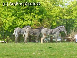 [P03] zebre » foto by Silvia30*
 - 
<span class="allrVoted glyphicon glyphicon-heart hidden" id="av728200"></span>
<a class="m-l-10 hidden" id="sv728200" onclick="voting_Foto_DelVot(,728200,20146)" role="button">șterge vot <span class="glyphicon glyphicon-remove"></span></a>
<a id="v9728200" class=" c-red"  onclick="voting_Foto_SetVot(728200)" role="button"><span class="glyphicon glyphicon-heart-empty"></span> <b>LIKE</b> = Votează poza</a> <img class="hidden"  id="f728200W9" src="/imagini/loader.gif" border="0" /><span class="AjErrMes hidden" id="e728200ErM"></span>