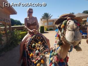 [P40] Oscar, the camel » foto by Alina Roxana
 - 
<span class="allrVoted glyphicon glyphicon-heart hidden" id="av1047490"></span>
<a class="m-l-10 hidden" id="sv1047490" onclick="voting_Foto_DelVot(,1047490,20178)" role="button">șterge vot <span class="glyphicon glyphicon-remove"></span></a>
<a id="v91047490" class=" c-red"  onclick="voting_Foto_SetVot(1047490)" role="button"><span class="glyphicon glyphicon-heart-empty"></span> <b>LIKE</b> = Votează poza</a> <img class="hidden"  id="f1047490W9" src="/imagini/loader.gif" border="0" /><span class="AjErrMes hidden" id="e1047490ErM"></span>