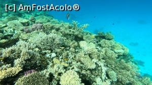 [P50] Frumusețile adâncurilor<p> captura la imagine filmată cu GoPro Hero 6 » foto by Alina Roxana
 - 
<span class="allrVoted glyphicon glyphicon-heart hidden" id="av1047500"></span>
<a class="m-l-10 hidden" id="sv1047500" onclick="voting_Foto_DelVot(,1047500,20178)" role="button">șterge vot <span class="glyphicon glyphicon-remove"></span></a>
<a id="v91047500" class=" c-red"  onclick="voting_Foto_SetVot(1047500)" role="button"><span class="glyphicon glyphicon-heart-empty"></span> <b>LIKE</b> = Votează poza</a> <img class="hidden"  id="f1047500W9" src="/imagini/loader.gif" border="0" /><span class="AjErrMes hidden" id="e1047500ErM"></span>