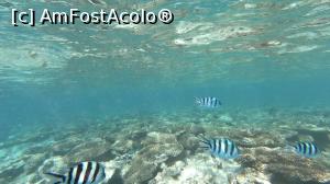 [P52] Snorkeling... sau... „alergarea” după peștișori » foto by Alina Roxana
 - 
<span class="allrVoted glyphicon glyphicon-heart hidden" id="av1047502"></span>
<a class="m-l-10 hidden" id="sv1047502" onclick="voting_Foto_DelVot(,1047502,20178)" role="button">șterge vot <span class="glyphicon glyphicon-remove"></span></a>
<a id="v91047502" class=" c-red"  onclick="voting_Foto_SetVot(1047502)" role="button"><span class="glyphicon glyphicon-heart-empty"></span> <b>LIKE</b> = Votează poza</a> <img class="hidden"  id="f1047502W9" src="/imagini/loader.gif" border="0" /><span class="AjErrMes hidden" id="e1047502ErM"></span>