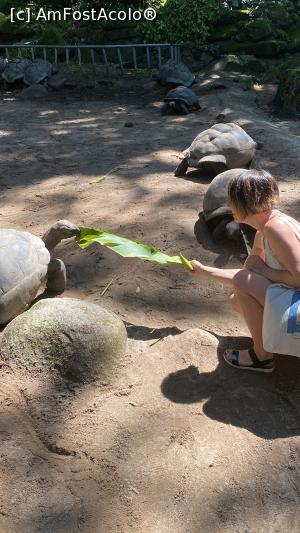 [P06] Testoate Aldabra in Gradina Botanica » foto by Roxelly
 - 
<span class="allrVoted glyphicon glyphicon-heart hidden" id="av1313609"></span>
<a class="m-l-10 hidden" id="sv1313609" onclick="voting_Foto_DelVot(,1313609,20601)" role="button">șterge vot <span class="glyphicon glyphicon-remove"></span></a>
<a id="v91313609" class=" c-red"  onclick="voting_Foto_SetVot(1313609)" role="button"><span class="glyphicon glyphicon-heart-empty"></span> <b>LIKE</b> = Votează poza</a> <img class="hidden"  id="f1313609W9" src="/imagini/loader.gif" border="0" /><span class="AjErrMes hidden" id="e1313609ErM"></span>