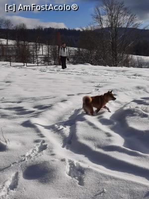 [P06] Cel mai cuminte băiețel de cățel (în somn), bucurându-se de zăpadă, pădure și soare. » foto by edulup25096
 - 
<span class="allrVoted glyphicon glyphicon-heart hidden" id="av1272789"></span>
<a class="m-l-10 hidden" id="sv1272789" onclick="voting_Foto_DelVot(,1272789,20678)" role="button">șterge vot <span class="glyphicon glyphicon-remove"></span></a>
<a id="v91272789" class=" c-red"  onclick="voting_Foto_SetVot(1272789)" role="button"><span class="glyphicon glyphicon-heart-empty"></span> <b>LIKE</b> = Votează poza</a> <img class="hidden"  id="f1272789W9" src="/imagini/loader.gif" border="0" /><span class="AjErrMes hidden" id="e1272789ErM"></span>