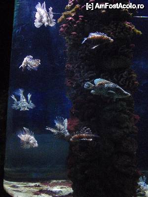 [P33] Zoo Nyiregyhaza - Oceanarium-ul » foto by sunflower
 - 
<span class="allrVoted glyphicon glyphicon-heart hidden" id="av450254"></span>
<a class="m-l-10 hidden" id="sv450254" onclick="voting_Foto_DelVot(,450254,20803)" role="button">șterge vot <span class="glyphicon glyphicon-remove"></span></a>
<a id="v9450254" class=" c-red"  onclick="voting_Foto_SetVot(450254)" role="button"><span class="glyphicon glyphicon-heart-empty"></span> <b>LIKE</b> = Votează poza</a> <img class="hidden"  id="f450254W9" src="/imagini/loader.gif" border="0" /><span class="AjErrMes hidden" id="e450254ErM"></span>