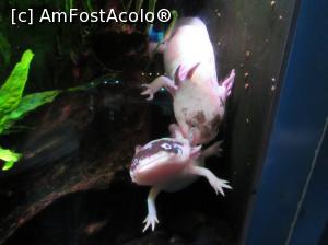 [P09] Aquarium - niste dracovenii de animalute simpatice rau » foto by ascomp*
 - 
<span class="allrVoted glyphicon glyphicon-heart hidden" id="av789084"></span>
<a class="m-l-10 hidden" id="sv789084" onclick="voting_Foto_DelVot(,789084,21008)" role="button">șterge vot <span class="glyphicon glyphicon-remove"></span></a>
<a id="v9789084" class=" c-red"  onclick="voting_Foto_SetVot(789084)" role="button"><span class="glyphicon glyphicon-heart-empty"></span> <b>LIKE</b> = Votează poza</a> <img class="hidden"  id="f789084W9" src="/imagini/loader.gif" border="0" /><span class="AjErrMes hidden" id="e789084ErM"></span>