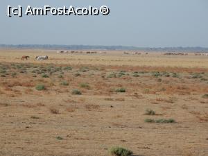 [P08] Cai sălbatici în Doñana » foto by alinaro
 - 
<span class="allrVoted glyphicon glyphicon-heart hidden" id="av796246"></span>
<a class="m-l-10 hidden" id="sv796246" onclick="voting_Foto_DelVot(,796246,21055)" role="button">șterge vot <span class="glyphicon glyphicon-remove"></span></a>
<a id="v9796246" class=" c-red"  onclick="voting_Foto_SetVot(796246)" role="button"><span class="glyphicon glyphicon-heart-empty"></span> <b>LIKE</b> = Votează poza</a> <img class="hidden"  id="f796246W9" src="/imagini/loader.gif" border="0" /><span class="AjErrMes hidden" id="e796246ErM"></span>