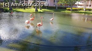 [P02] Flamingo extrem de gratiosi » foto by adina.blondutza
 - 
<span class="allrVoted glyphicon glyphicon-heart hidden" id="av1026721"></span>
<a class="m-l-10 hidden" id="sv1026721" onclick="voting_Foto_DelVot(,1026721,21308)" role="button">șterge vot <span class="glyphicon glyphicon-remove"></span></a>
<a id="v91026721" class=" c-red"  onclick="voting_Foto_SetVot(1026721)" role="button"><span class="glyphicon glyphicon-heart-empty"></span> <b>LIKE</b> = Votează poza</a> <img class="hidden"  id="f1026721W9" src="/imagini/loader.gif" border="0" /><span class="AjErrMes hidden" id="e1026721ErM"></span>