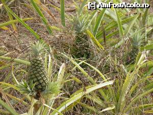 [P43] ananas » foto by barbu minel
 - 
<span class="allrVoted glyphicon glyphicon-heart hidden" id="av343241"></span>
<a class="m-l-10 hidden" id="sv343241" onclick="voting_Foto_DelVot(,343241,21310)" role="button">șterge vot <span class="glyphicon glyphicon-remove"></span></a>
<a id="v9343241" class=" c-red"  onclick="voting_Foto_SetVot(343241)" role="button"><span class="glyphicon glyphicon-heart-empty"></span> <b>LIKE</b> = Votează poza</a> <img class="hidden"  id="f343241W9" src="/imagini/loader.gif" border="0" /><span class="AjErrMes hidden" id="e343241ErM"></span>