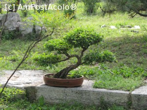 [P58] Qufu- Templul lui Confucius - gradina si un bonsai foarte frumos » foto by mishu
 - 
<span class="allrVoted glyphicon glyphicon-heart hidden" id="av705893"></span>
<a class="m-l-10 hidden" id="sv705893" onclick="voting_Foto_DelVot(,705893,21375)" role="button">șterge vot <span class="glyphicon glyphicon-remove"></span></a>
<a id="v9705893" class=" c-red"  onclick="voting_Foto_SetVot(705893)" role="button"><span class="glyphicon glyphicon-heart-empty"></span> <b>LIKE</b> = Votează poza</a> <img class="hidden"  id="f705893W9" src="/imagini/loader.gif" border="0" /><span class="AjErrMes hidden" id="e705893ErM"></span>