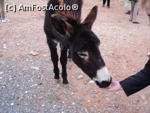 [P02] Unul din magarusii politicosi » foto by adrianaglogo
 - 
<span class="allrVoted glyphicon glyphicon-heart hidden" id="av827064"></span>
<a class="m-l-10 hidden" id="sv827064" onclick="voting_Foto_DelVot(,827064,21413)" role="button">șterge vot <span class="glyphicon glyphicon-remove"></span></a>
<a id="v9827064" class=" c-red"  onclick="voting_Foto_SetVot(827064)" role="button"><span class="glyphicon glyphicon-heart-empty"></span> <b>LIKE</b> = Votează poza</a> <img class="hidden"  id="f827064W9" src="/imagini/loader.gif" border="0" /><span class="AjErrMes hidden" id="e827064ErM"></span>