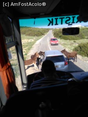 [P01] Măgărușii sălbatici solicitând 'pașaportul' » foto by eklor
 - 
<span class="allrVoted glyphicon glyphicon-heart hidden" id="av945813"></span>
<a class="m-l-10 hidden" id="sv945813" onclick="voting_Foto_DelVot(,945813,21413)" role="button">șterge vot <span class="glyphicon glyphicon-remove"></span></a>
<a id="v9945813" class=" c-red"  onclick="voting_Foto_SetVot(945813)" role="button"><span class="glyphicon glyphicon-heart-empty"></span> <b>LIKE</b> = Votează poza</a> <img class="hidden"  id="f945813W9" src="/imagini/loader.gif" border="0" /><span class="AjErrMes hidden" id="e945813ErM"></span>